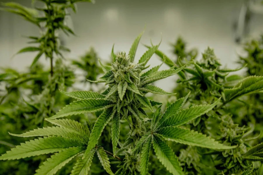 The Evolution of Modern Breeding A Look at Autoflowering and Feminised Cannabis Seeds