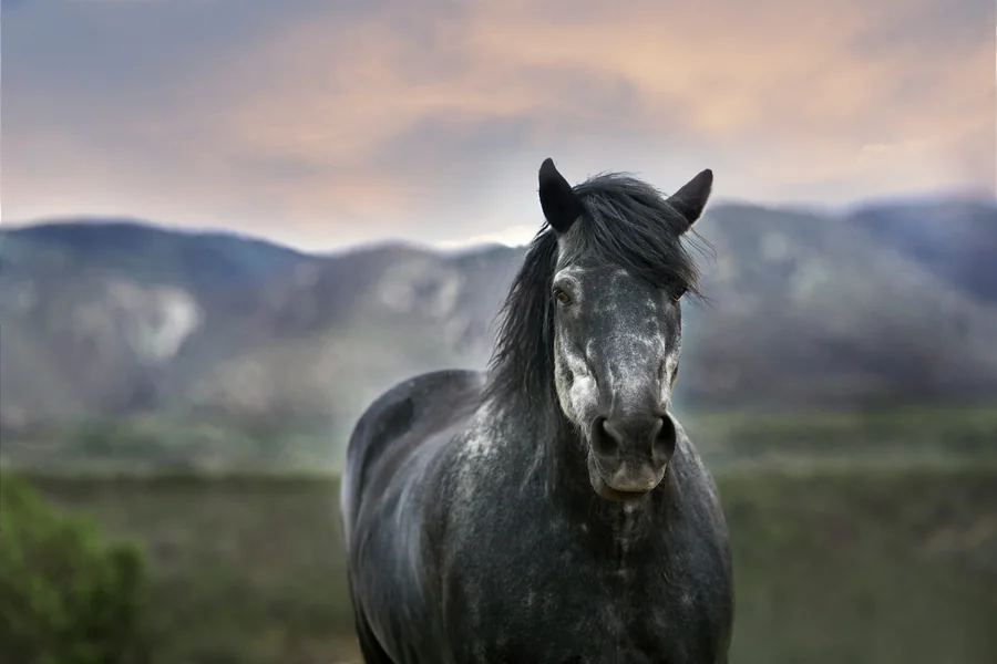 Horse Racing