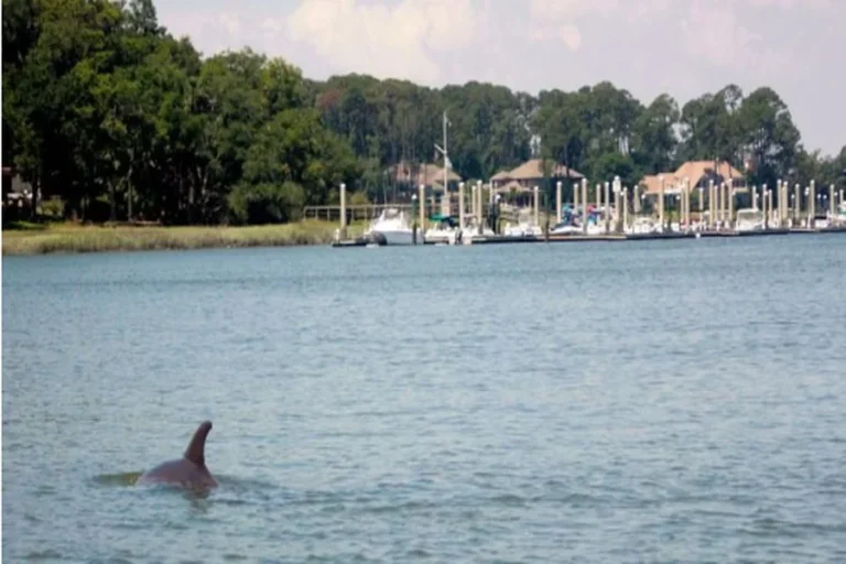 Dolphin Cruise