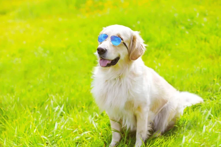 Pet Happy