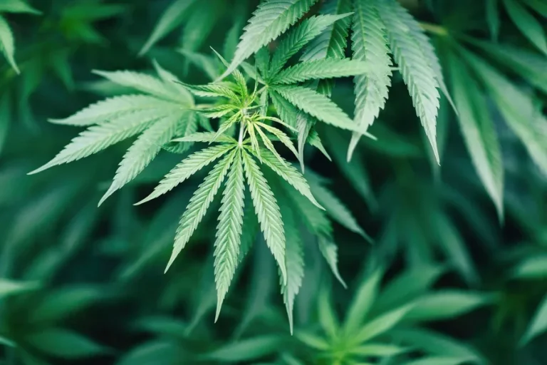 Cannabis
