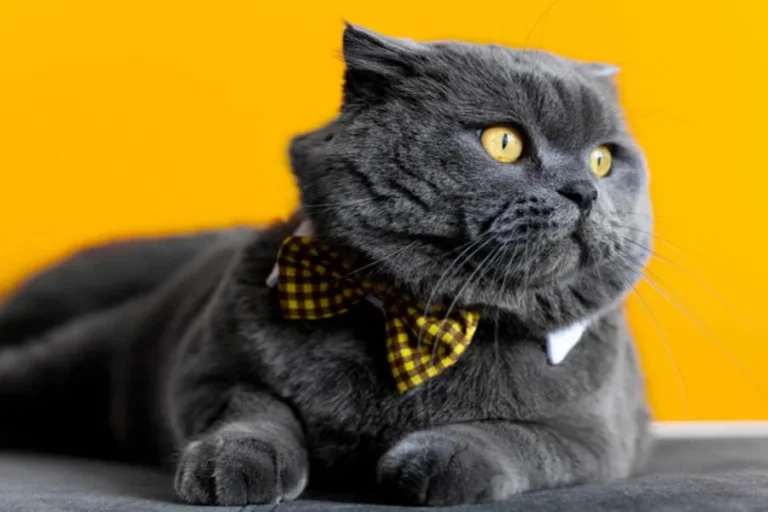 British shorthair