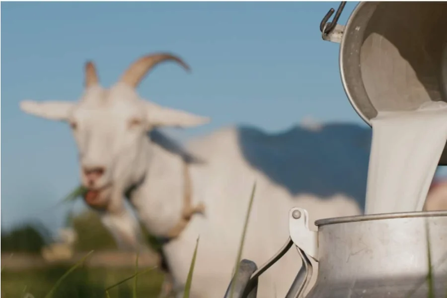 Milk Formula