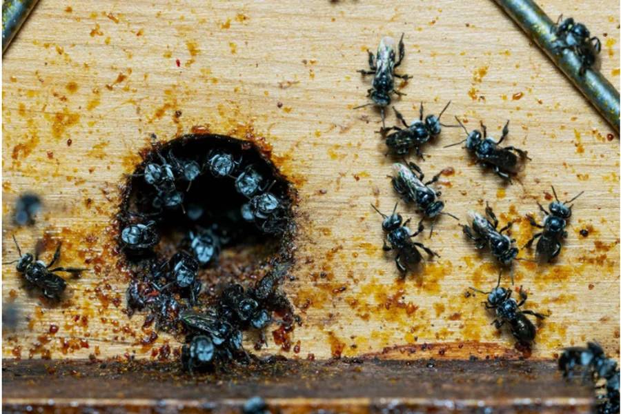 Eliminate Infestations