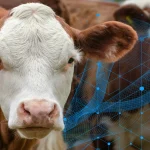 AI Solutions
