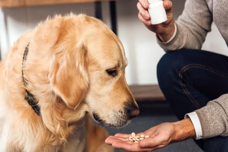 Dog Issues That Natural Extracts May Help With