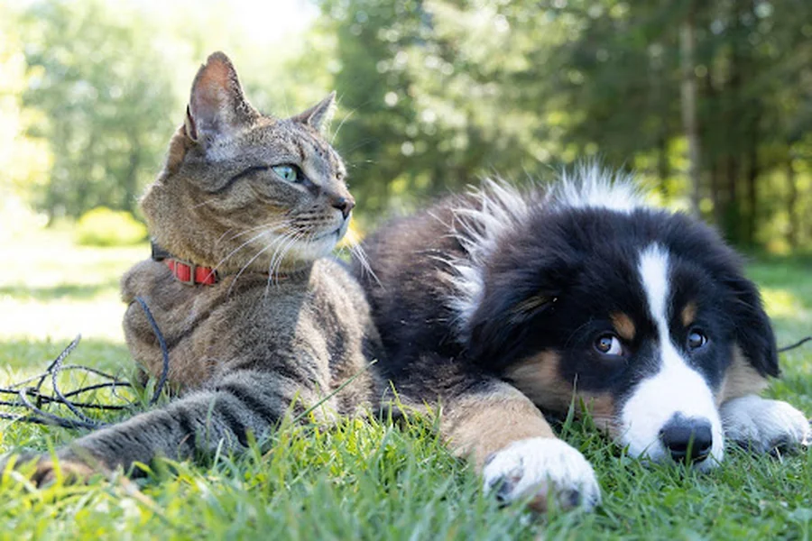 The Impact of Parasites on Pet Health: What Pet Parents Should Know